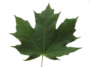 Maple-leaf-green