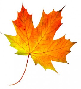 Maple-leaf1