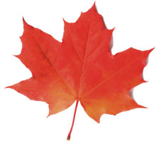maple-leaf-red